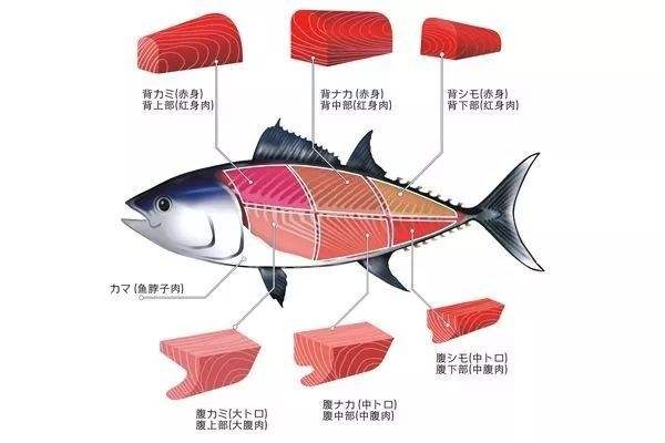 金枪鱼价值70亿,中太6号金枪鱼船造价多少