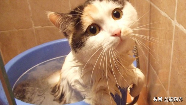 新手养猫必备5个养猫技巧分享,养猫要准备什么养猫需要用的东西