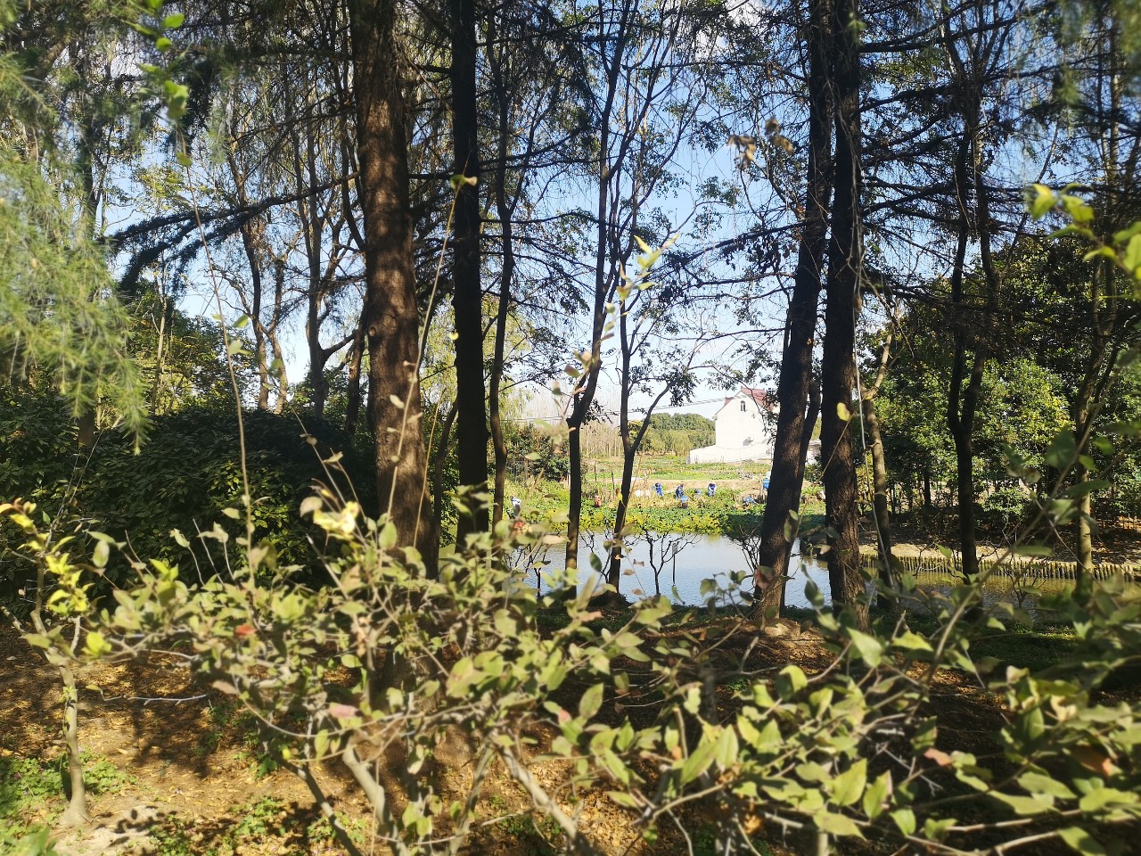 上海浦东唐镇金融家房价,浦东唐镇二手房价