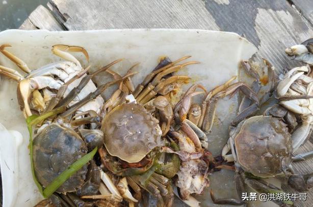 今年养螃蟹的能赚钱吗,养殖螃蟹未来行情怎么样