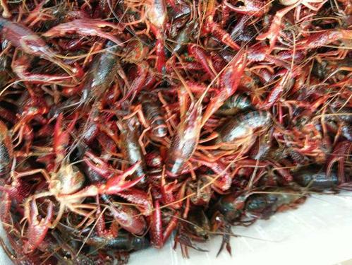 养殖小龙虾还种稻能挣钱吗,五十亩地养小龙虾一年能挣多少钱