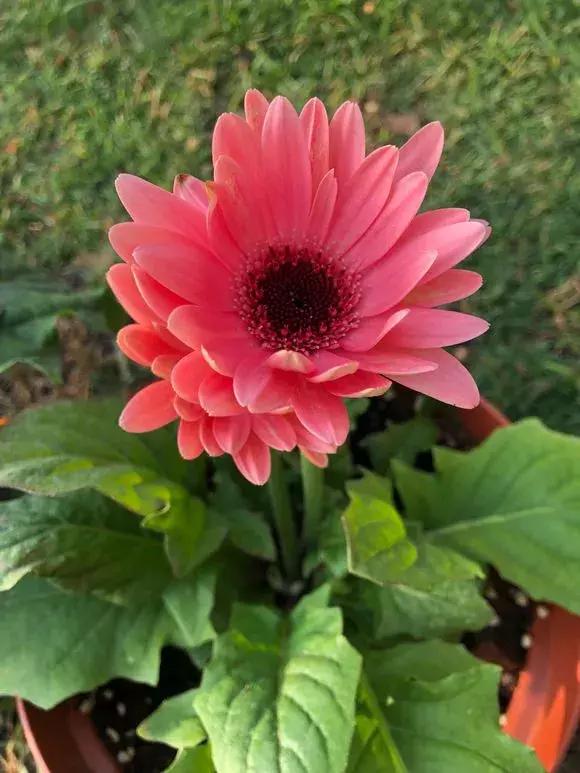 6种花不宜浇水,几种花不能给叶子喷水