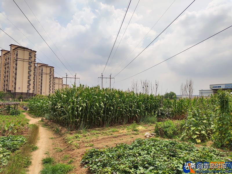 青岛亚洲杯足球场周边规划,亚洲杯青岛青春足球场