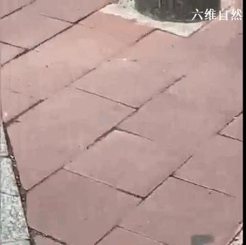 一小黄鼠狼迷路等救助，大黄鼬瞬间出现，不顾围观，叼着幼崽就逃