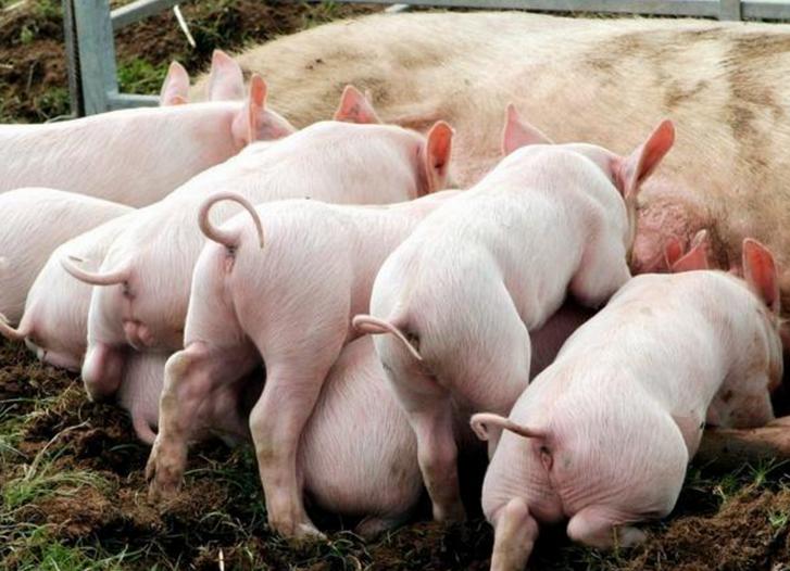 母猪产后奶水很少该怎么办,母猪产后无奶最好方法
