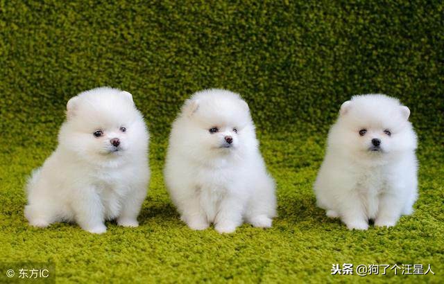 饲养博美注意事项,饲养博美有哪些注意事项