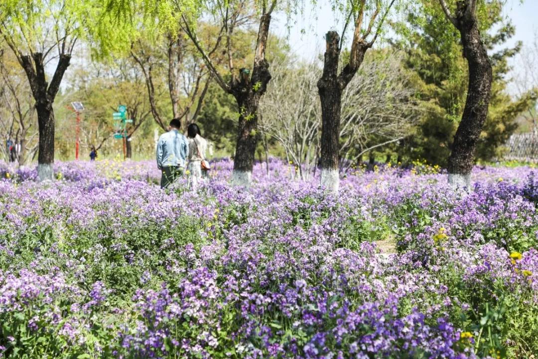 北京人少景美赏秋的公园,北京赏秋中山公园