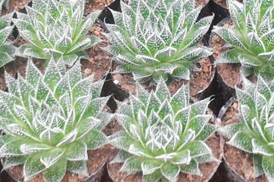 波露如何繁殖,波露叶片可以扦插繁殖吗