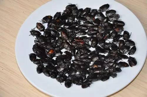 农村的虫子有毒,农村野外有什么虫子