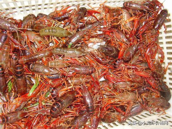 一亩放多少虾苗是低密度放养,一亩水塘放养多少尾南美虾苗为宜