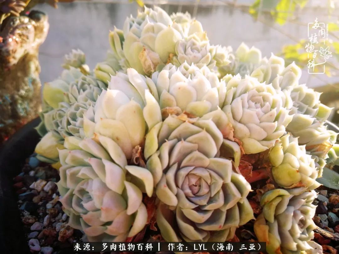 养多肉一年花了3万,养多肉一千多盆