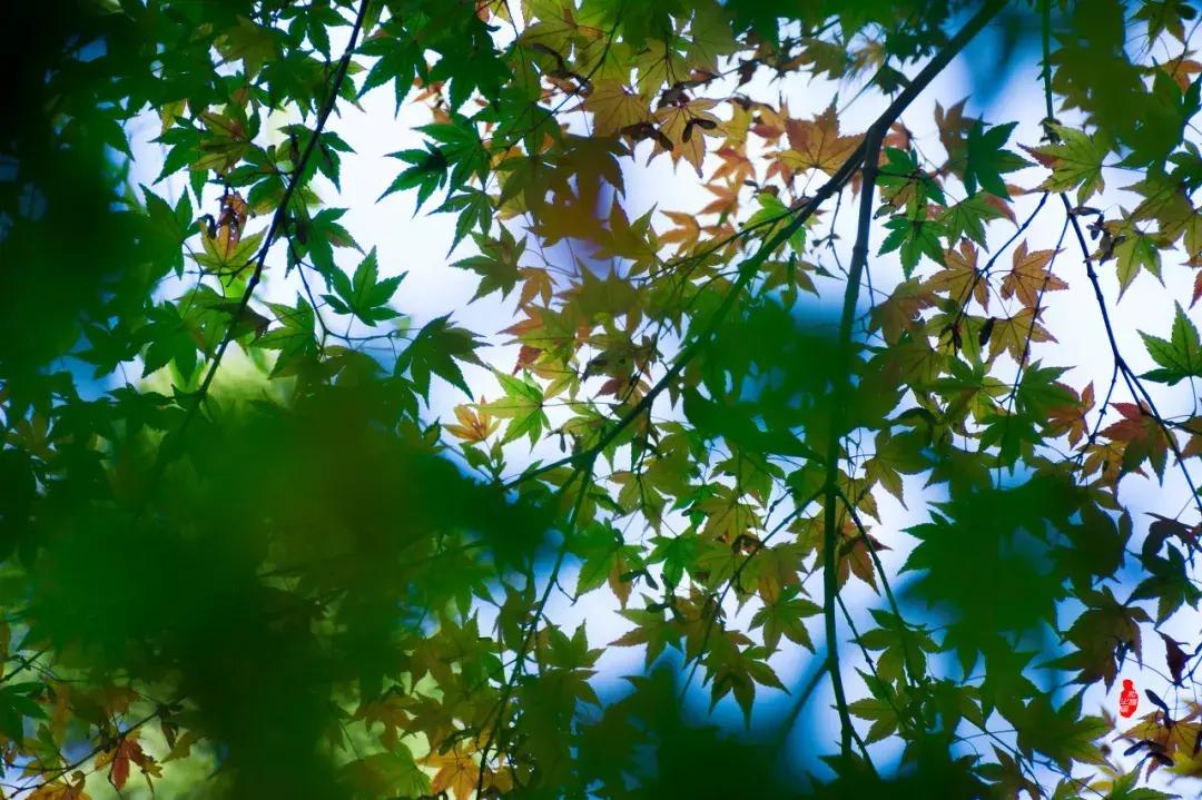 灵谷寺萤火虫7月,灵谷寺萤火虫目前还有吗