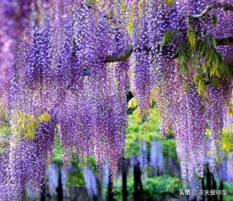 盆栽15厘米深能种什么爬藤花期长,适合南方养的一年开花的爬藤