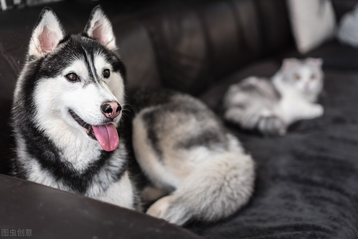 宠物照相馆创业项目有哪些,宠物写真馆加盟