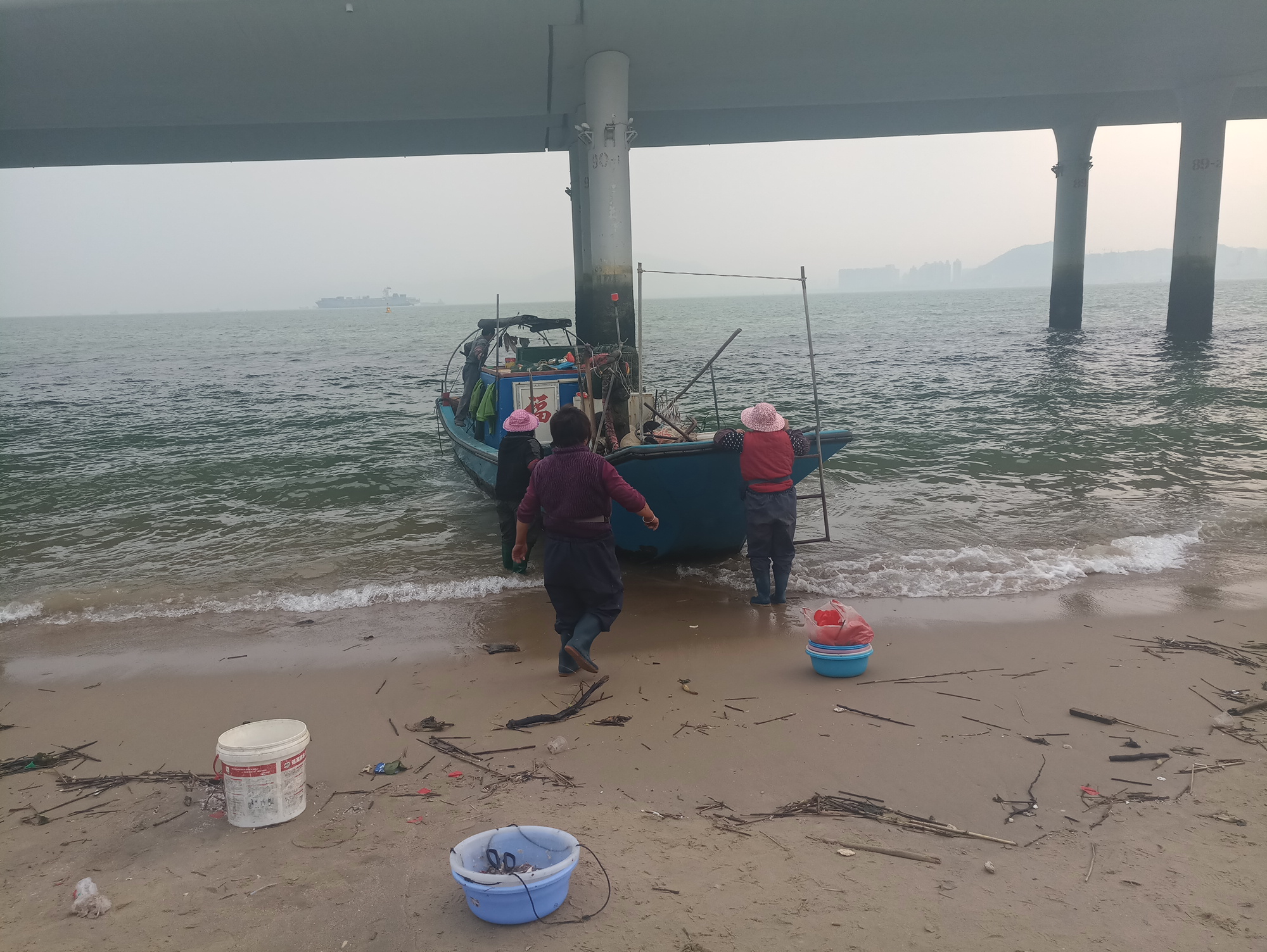 中华鲎的蓝色血液有什么用,中华鲎的血液长什么样