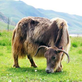 青海十大特产是哪些,青海有名的特产有哪些呢