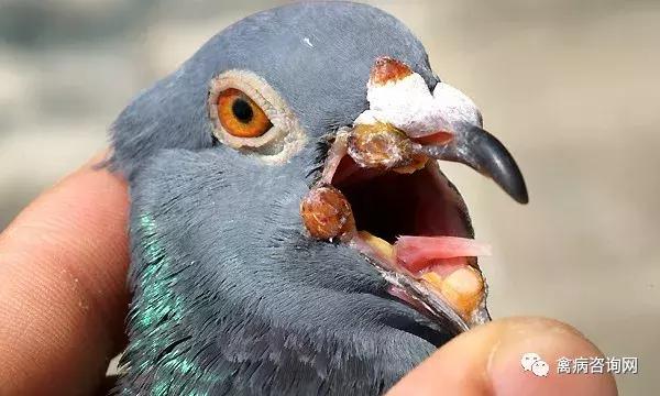 鸽子毛滴虫治疗有效方法,动物治疗毛滴虫病用什么药