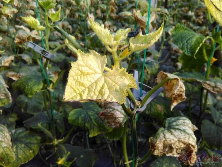 黄瓜受药害瓜打顶了怎么办,黄瓜病害图谱和防治黄瓜药害