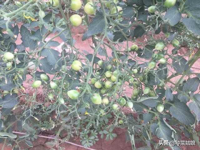 种植叶菜如何掌握浇水,种植瓜果怎么样防腐烂