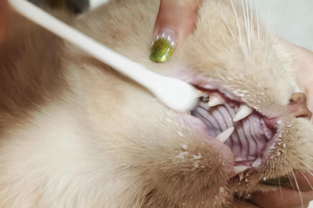 猫咪怎么判断是牙齿的问题,猫咪牙齿问题嘴巴臭