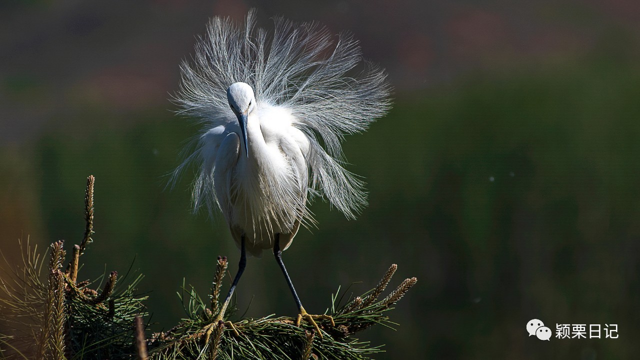 关于白鹭的资料,关于白鹭的资料五年级