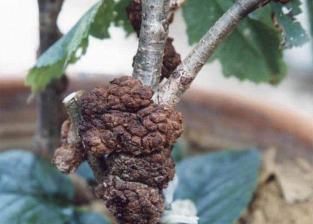 果树根部长瘤怎么办,果树长小疙瘩是什么病