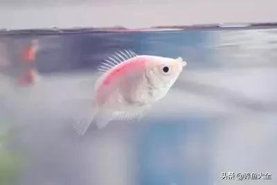 热带观赏鱼病了放什么药,热带观赏鱼最耐养不易死的鱼