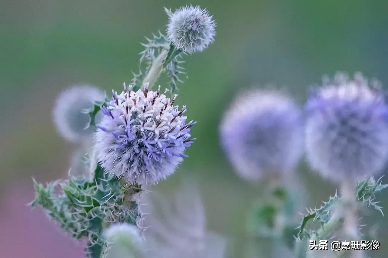 看看花容，听听花语2020年我镜头里的百种花卉