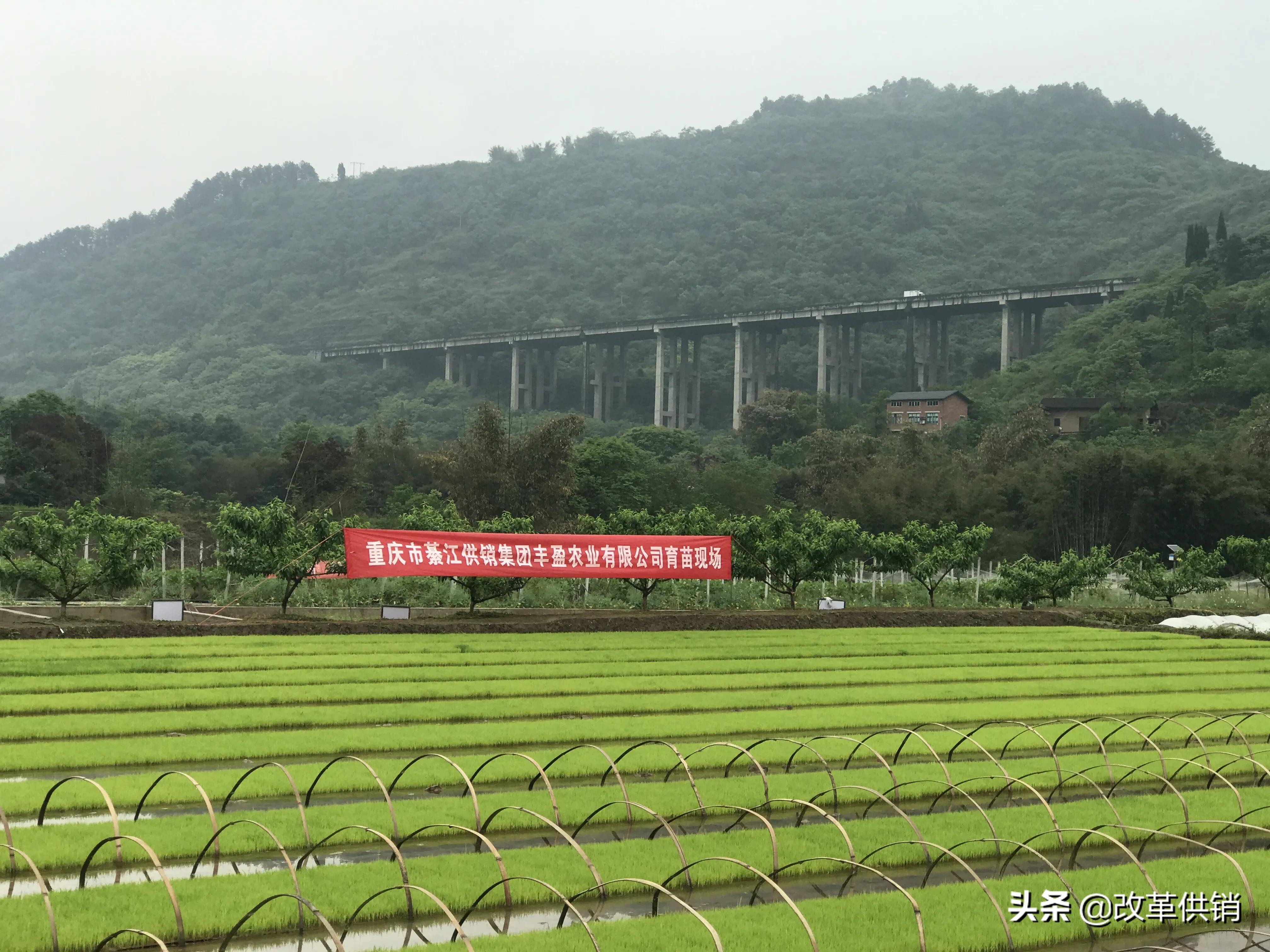 供销合作社重点任务,供销社三个一体模式