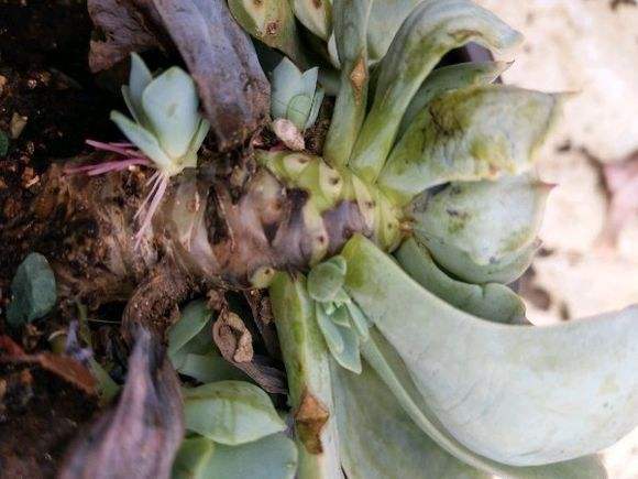 多肉植物的黑叶病怎么办,多肉植物黑色怎么办