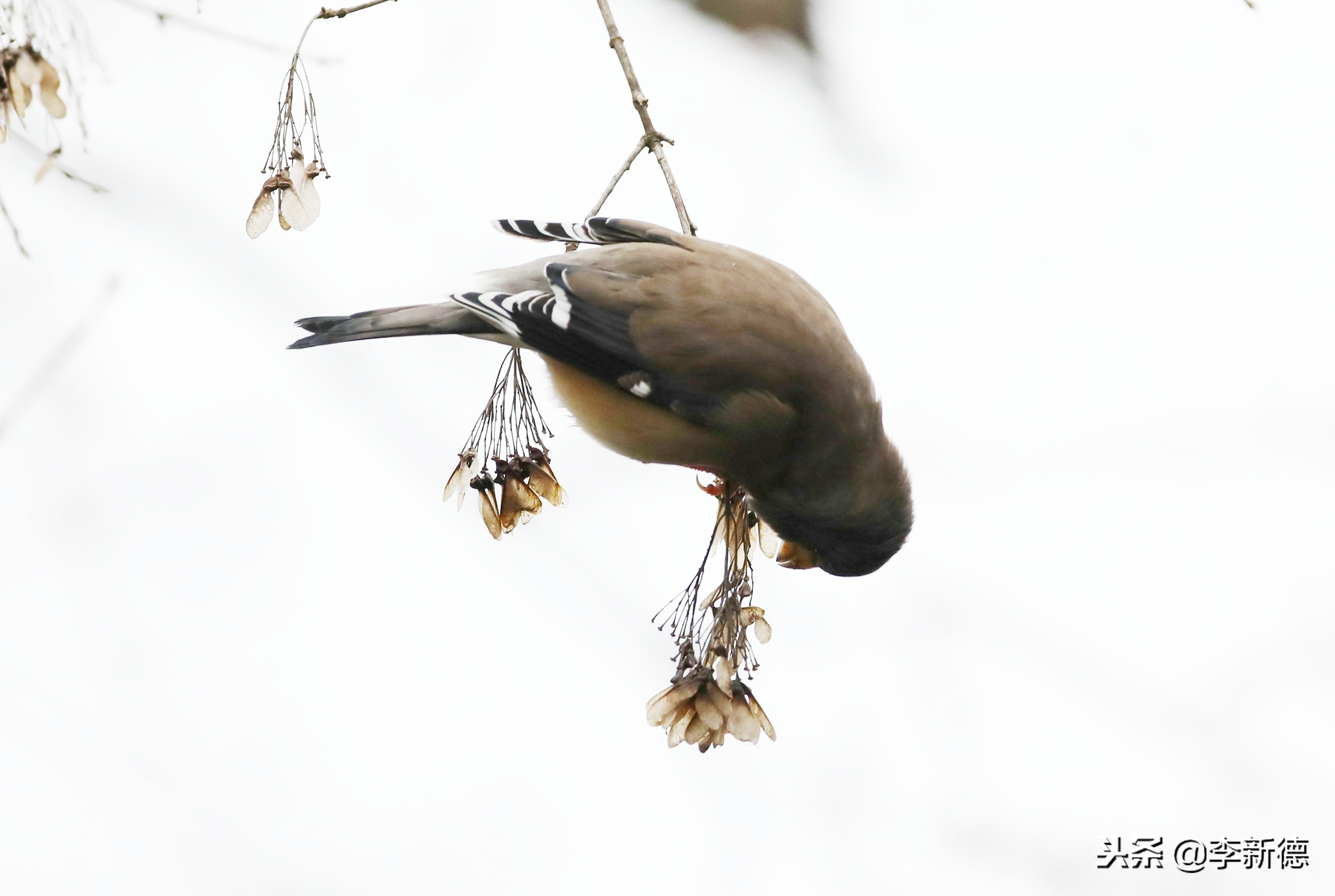 合肥高新区蜀峰湾,合肥市蜀峰湾