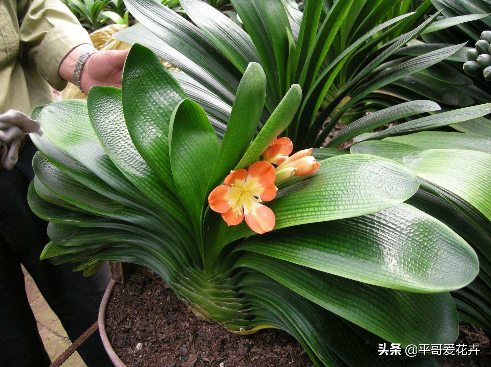 养君子兰的正确方法怎么浇水,8月份君子兰花怎么养才能旺盛