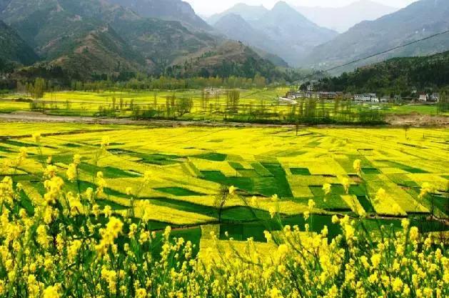 天津静海油菜花景点在哪里,天津油菜花旅游最佳路线图