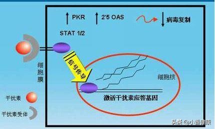 乙肝干扰素副作用怎么消除,乙肝干扰素治疗有什么后遗症