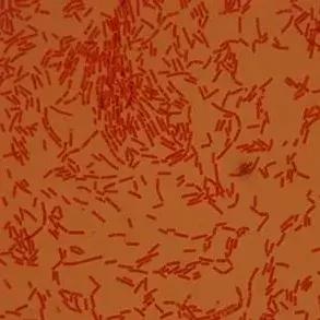 em菌菌种批发价格品牌,EM菌种