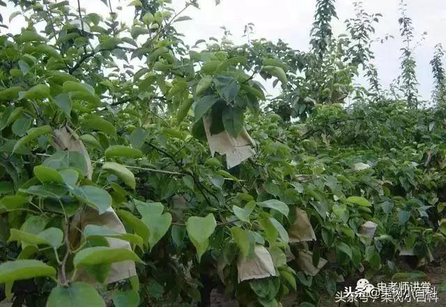 梨树高产栽培书籍,高产梨树苗培育