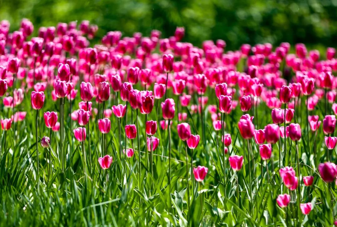 时光清浅秋意阑珊,时光清浅浮世清欢