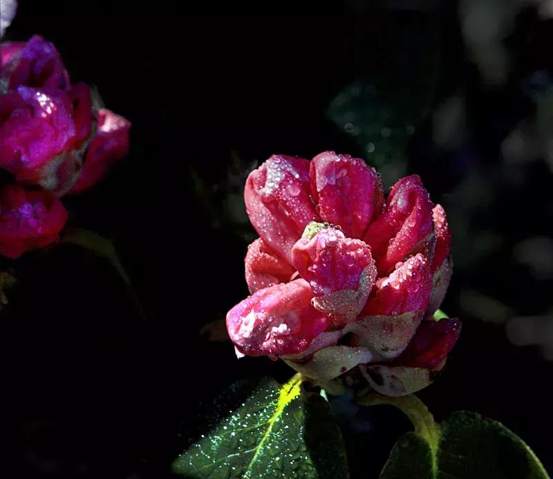 凉山州哪里可以赏花,西昌赏花攻略