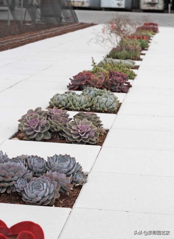 多肉植物盆栽的种植方法,多肉植物花园打造