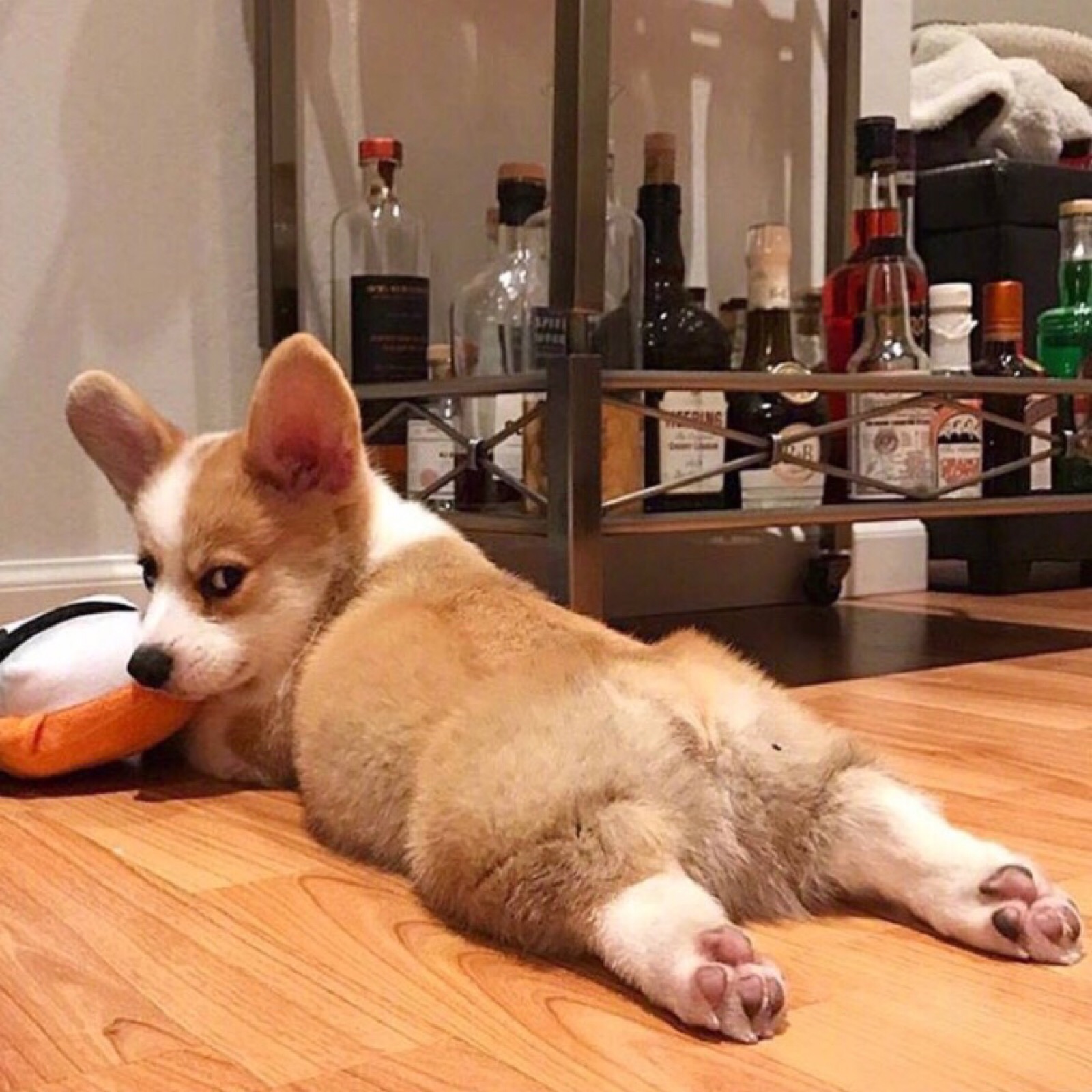 常见的20种狗狗,带大家认识不一样的狗狗