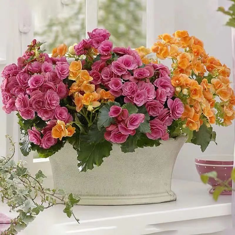 丽格海棠怎么养才能更旺盛呢,丽格海棠怎样能开花饱满