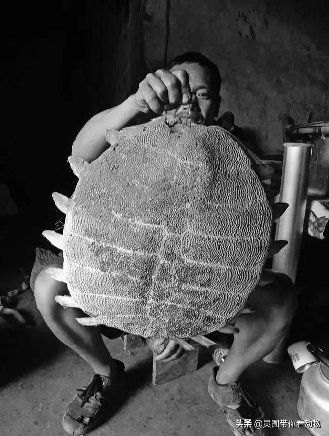 斑鳖即将灭绝人工克隆,全球仅剩3只斑鳖