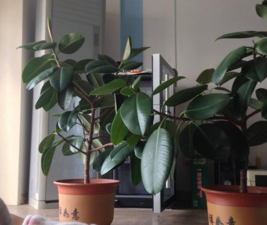 橡皮树叶子发红怎么处理,橡皮树为什么叶子变黄