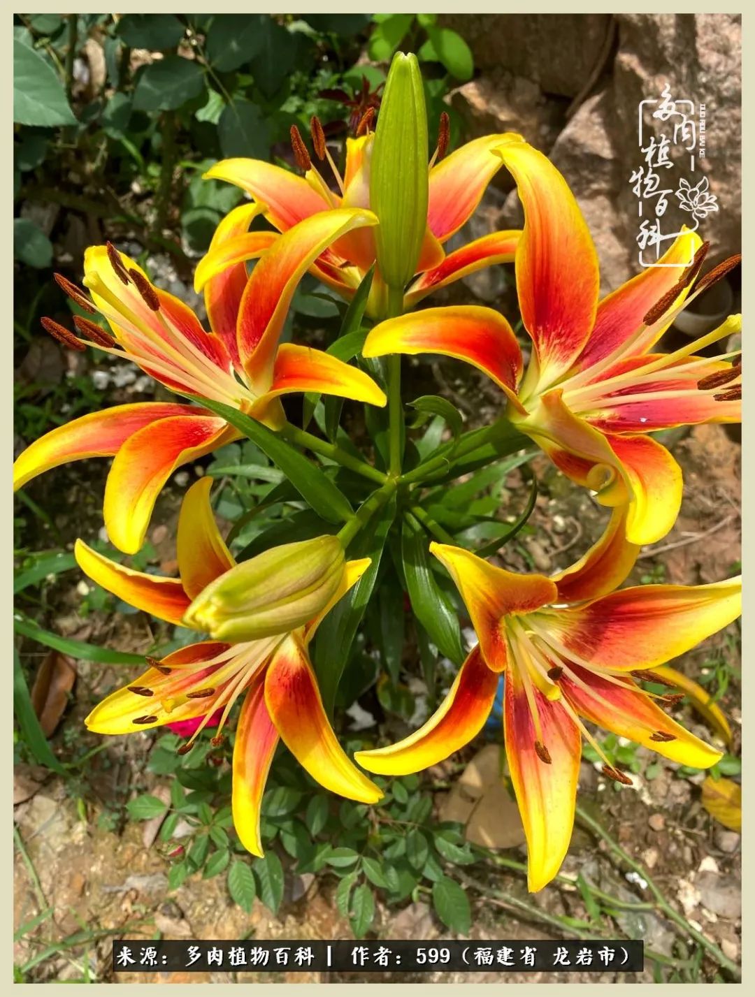 所有的热爱都不遗余力,所有的忙碌都是因为热爱