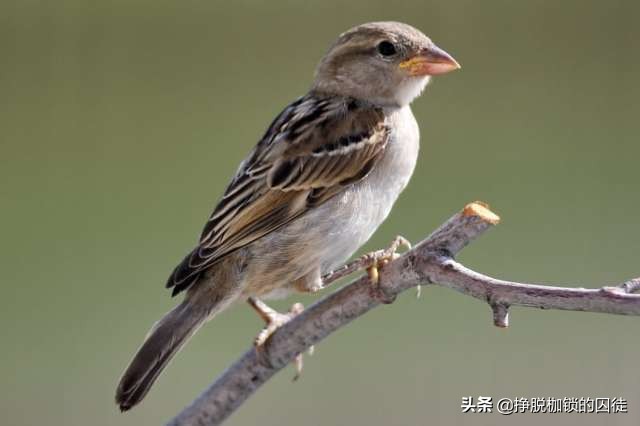 辟谣！人为什么不养麻雀？是因为麻雀气性大，养不活？