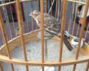 “上了台儿的才叫角儿”,笼鸟之王百灵,请看完这些讲究再考虑养