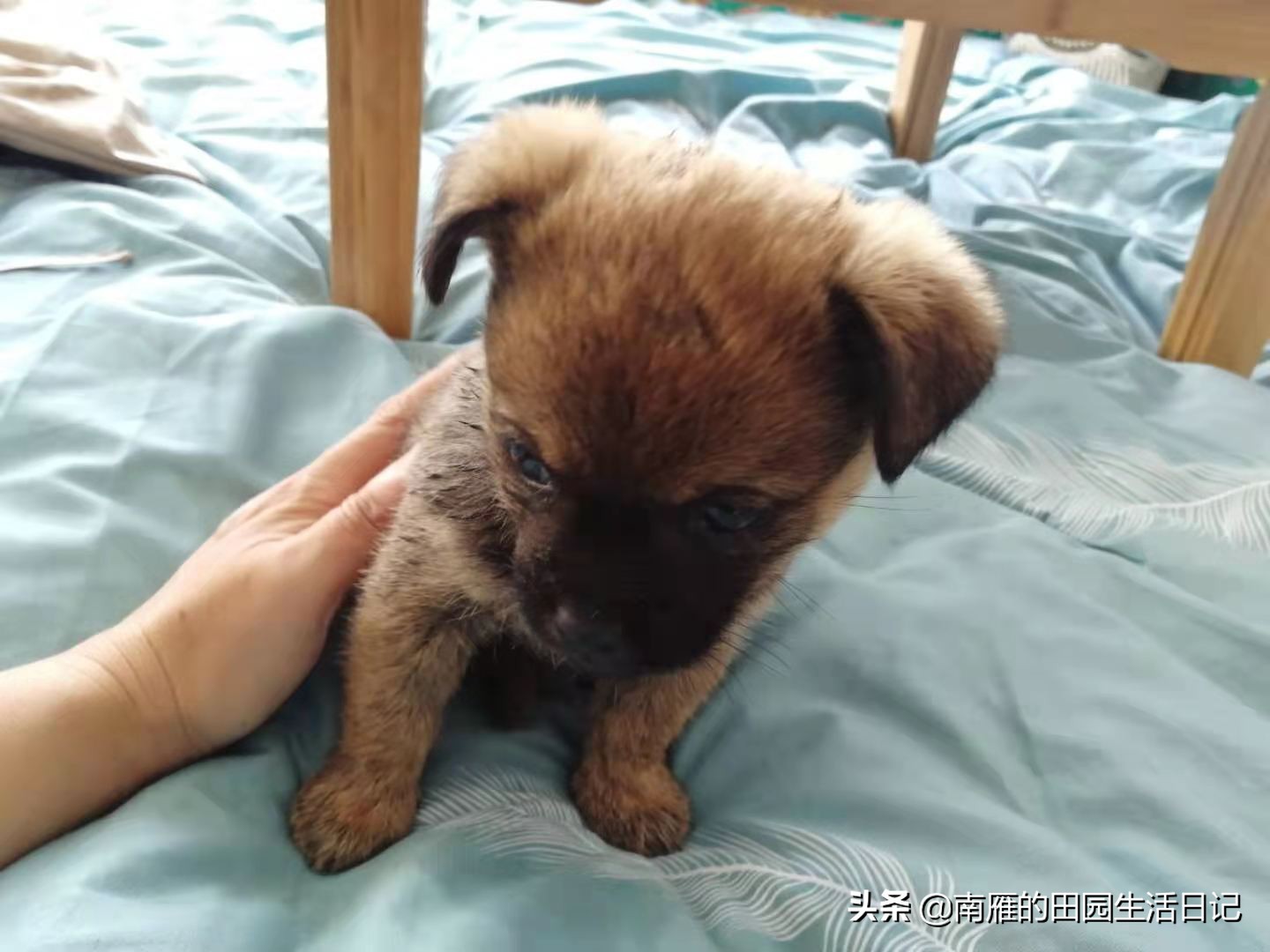 怎么克服严重的恐狗症,为什么怕狗但是自己想养狗