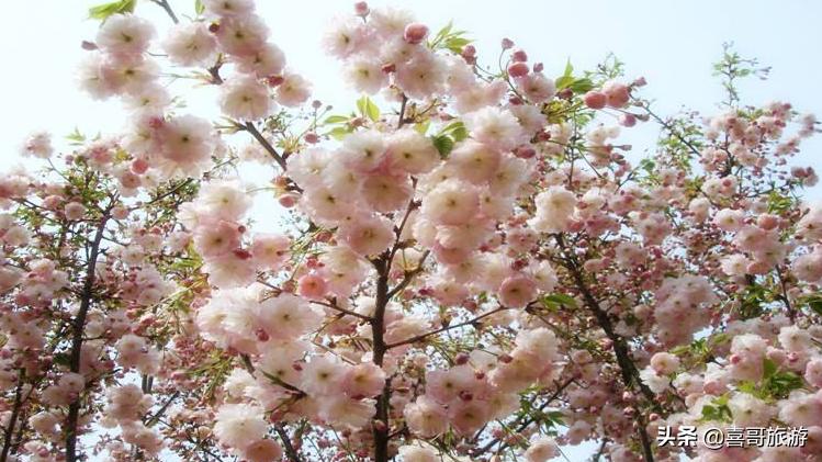 绵阳三台附近景点免费自驾游,四川绵阳三台游玩攻略图