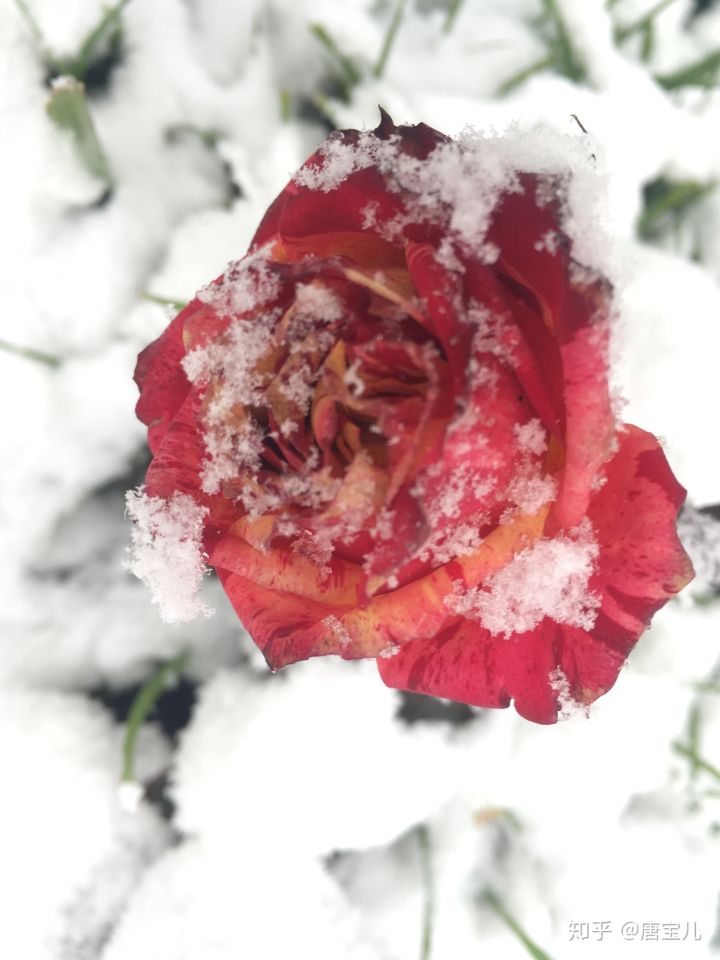 如何提升花种成活率,花种种植生活小技巧