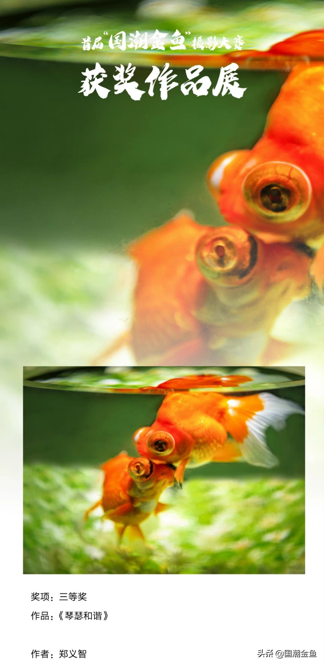 鍥芥疆閲戦奔鎽勫奖,涓浗閲戦奔鎽勫奖